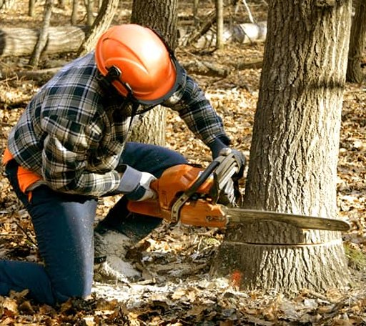 Tree Removal in Deep River, CT